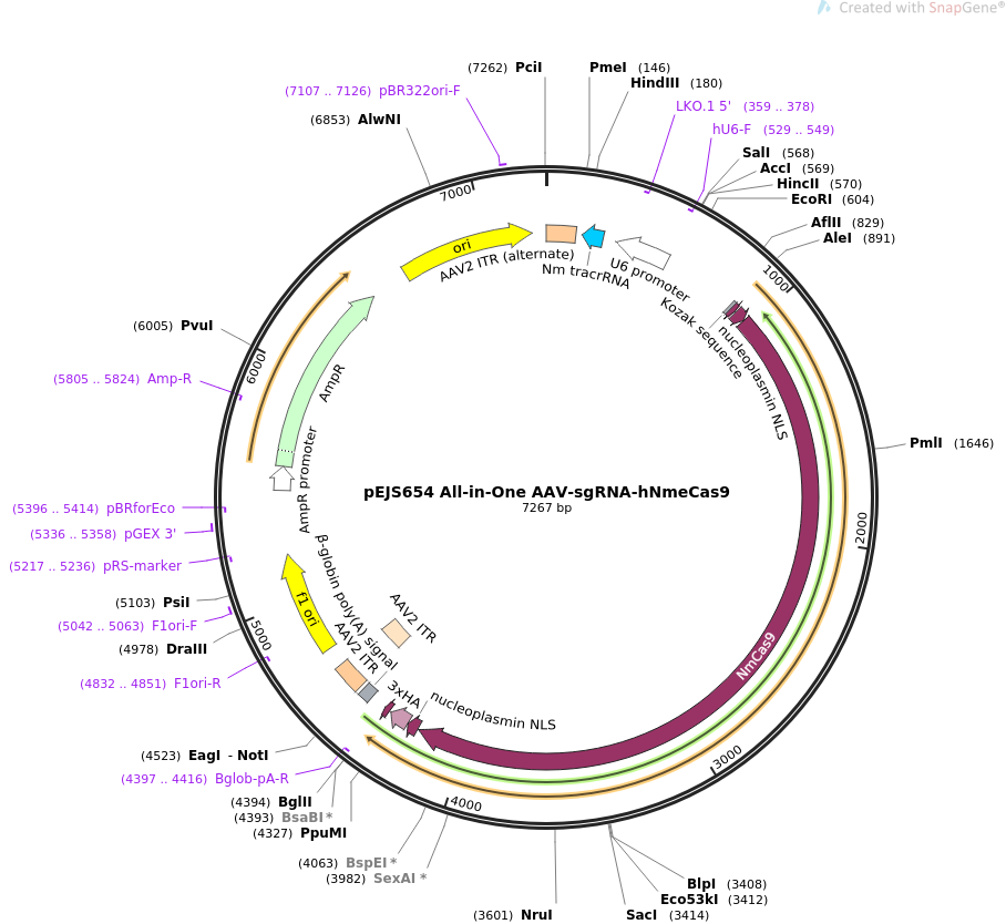 pEJS654 All-in-One AAV-sgRNA-hNmeCas9质粒图谱